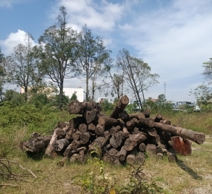 Lô gỗ có khối lượng 7,842 m3 thu được từ cây ngã đỗ tại bệnh viện Đa Khoa huyện Núi Thành