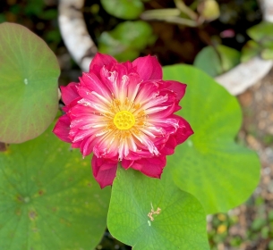 Hoa hồng phong thuỷ